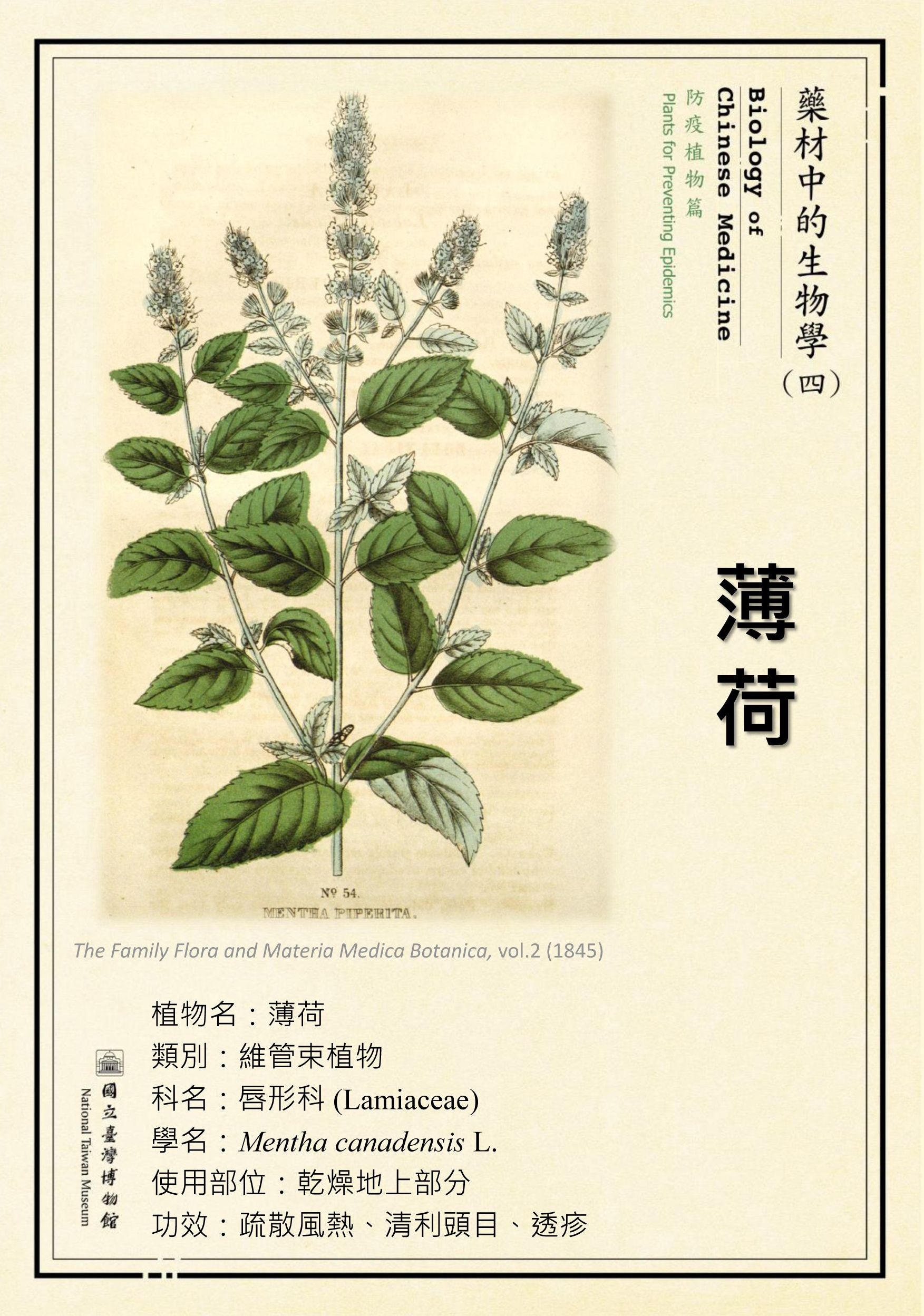 〔微型展〕藥材中的生物學(四)—防疫植物篇活動內容資訊