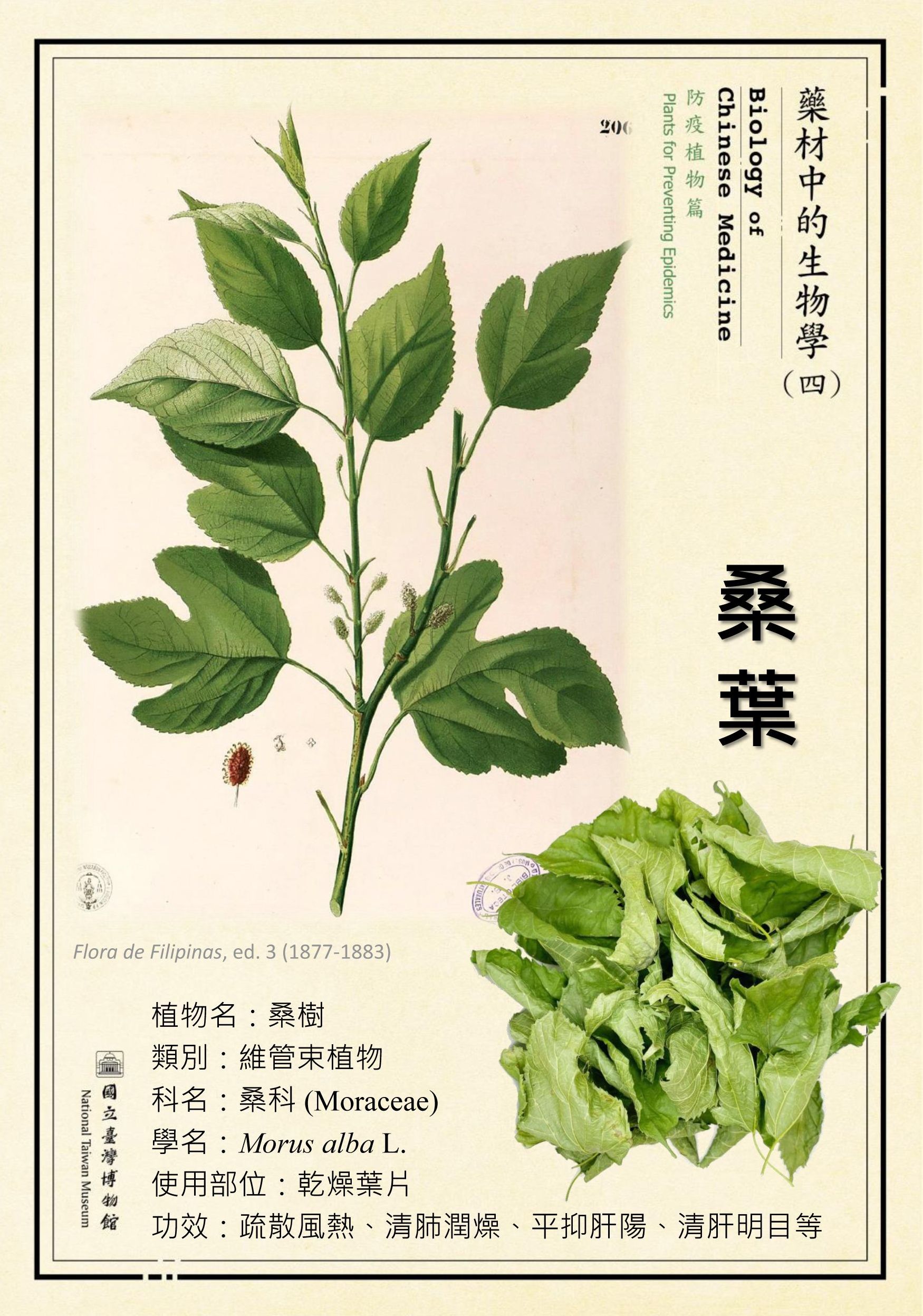 〔微型展〕藥材中的生物學(四)—防疫植物篇活動內容資訊