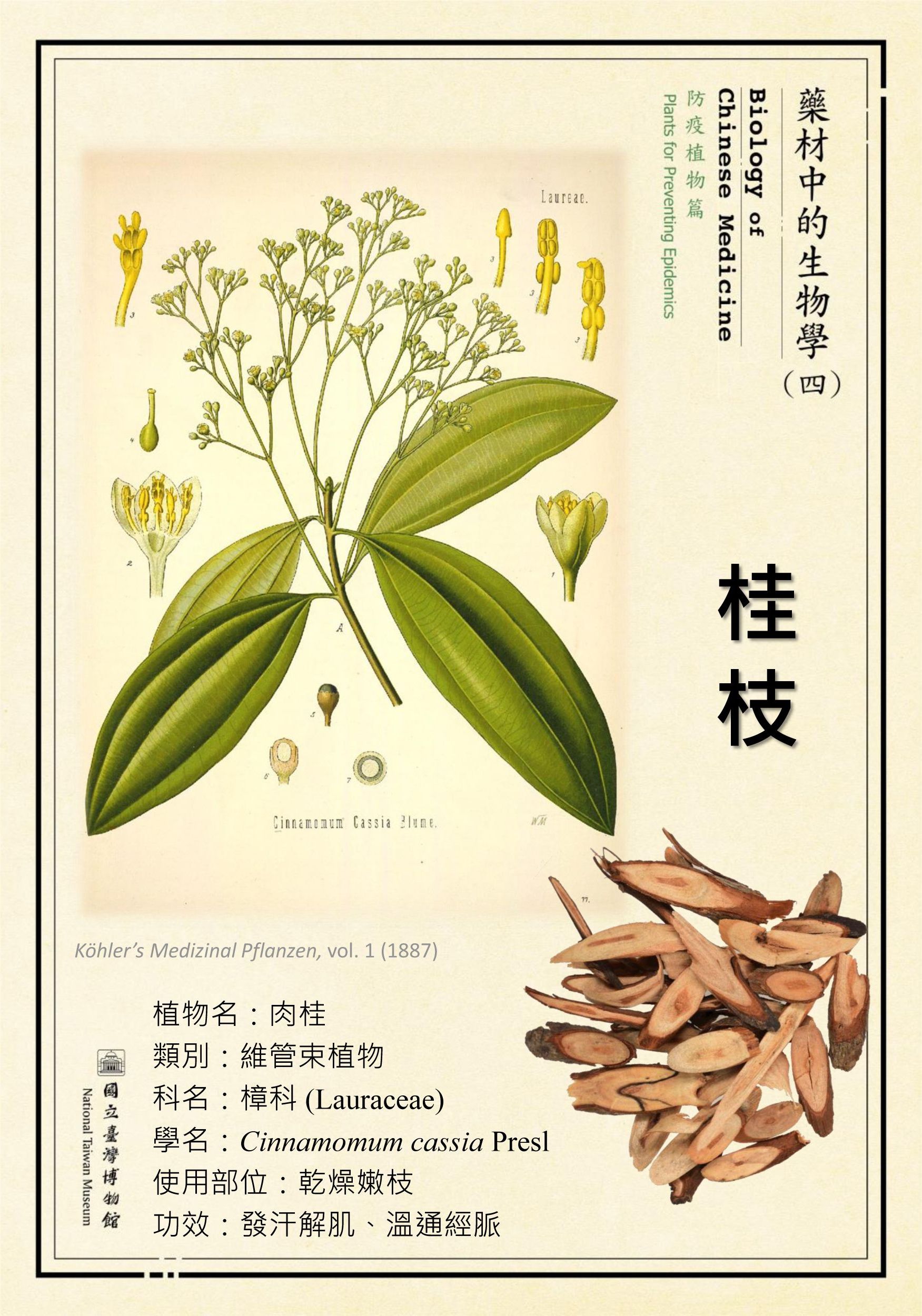 〔微型展〕藥材中的生物學(四)—防疫植物篇活動內容資訊