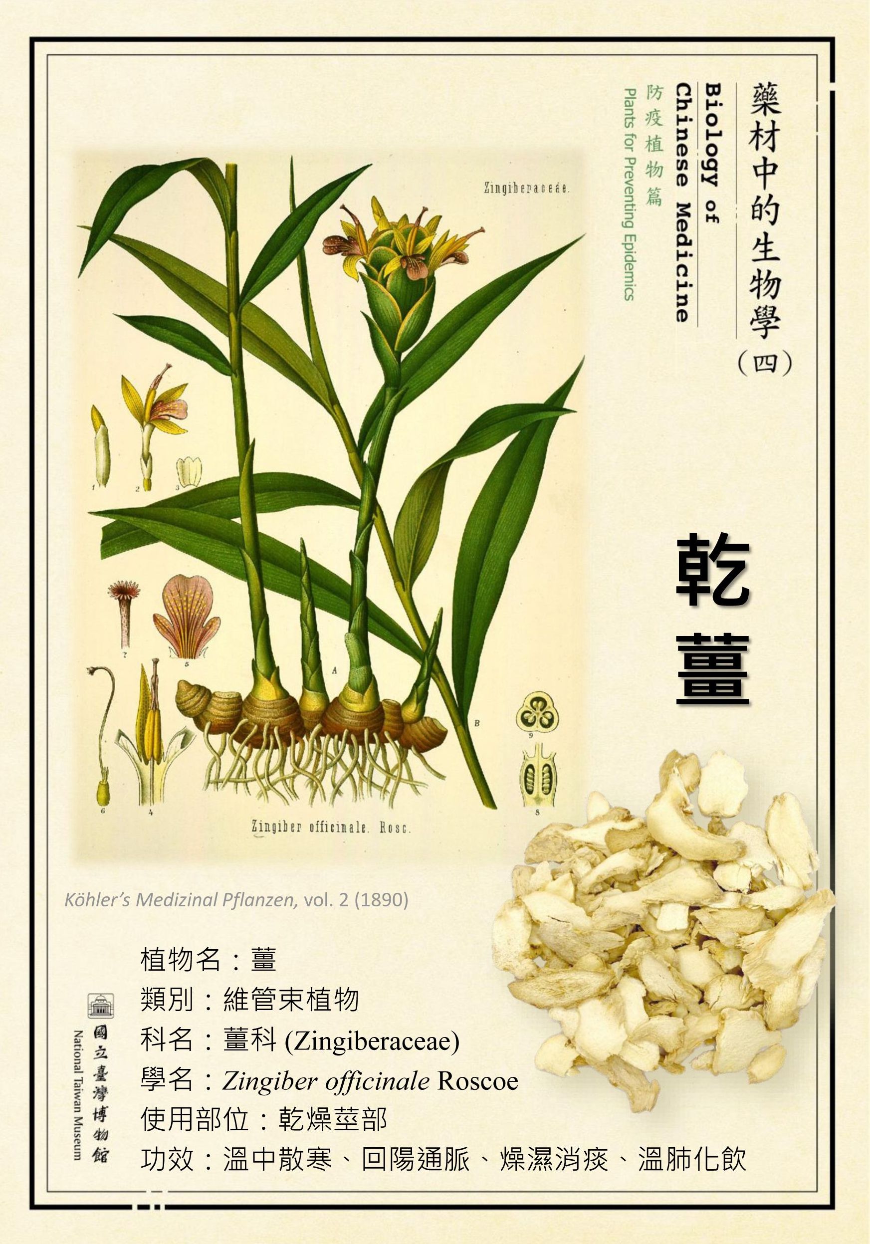 〔微型展〕藥材中的生物學(四)—防疫植物篇活動內容資訊