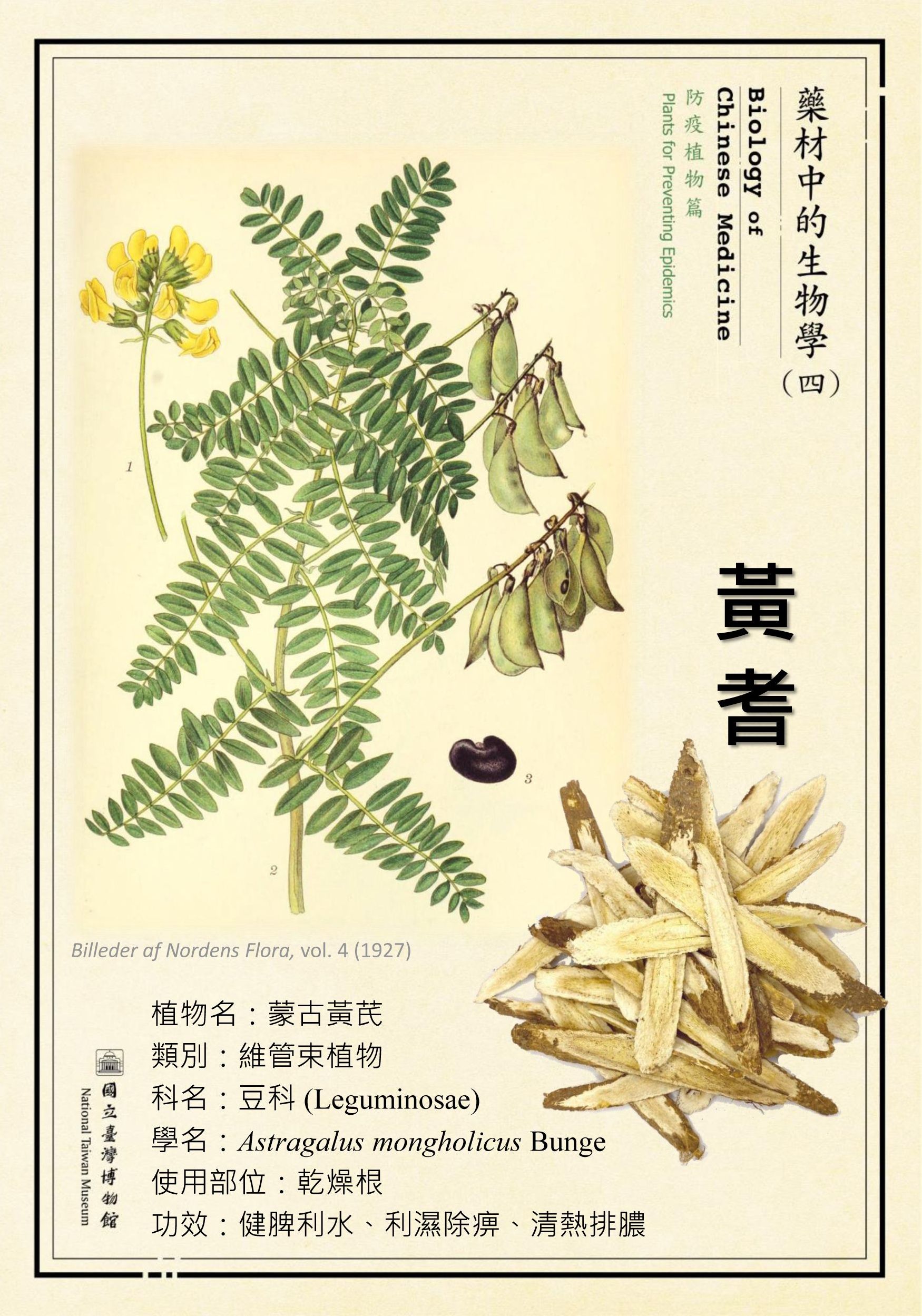 〔微型展〕藥材中的生物學(四)—防疫植物篇活動內容資訊