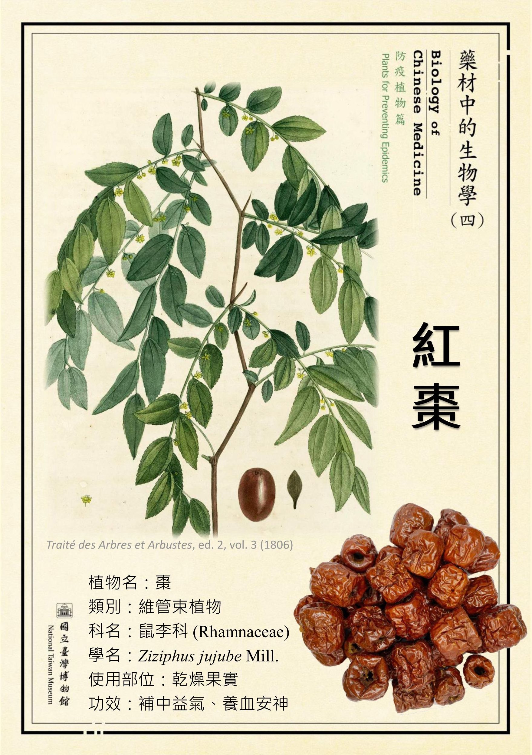 〔微型展〕藥材中的生物學(四)—防疫植物篇活動內容資訊