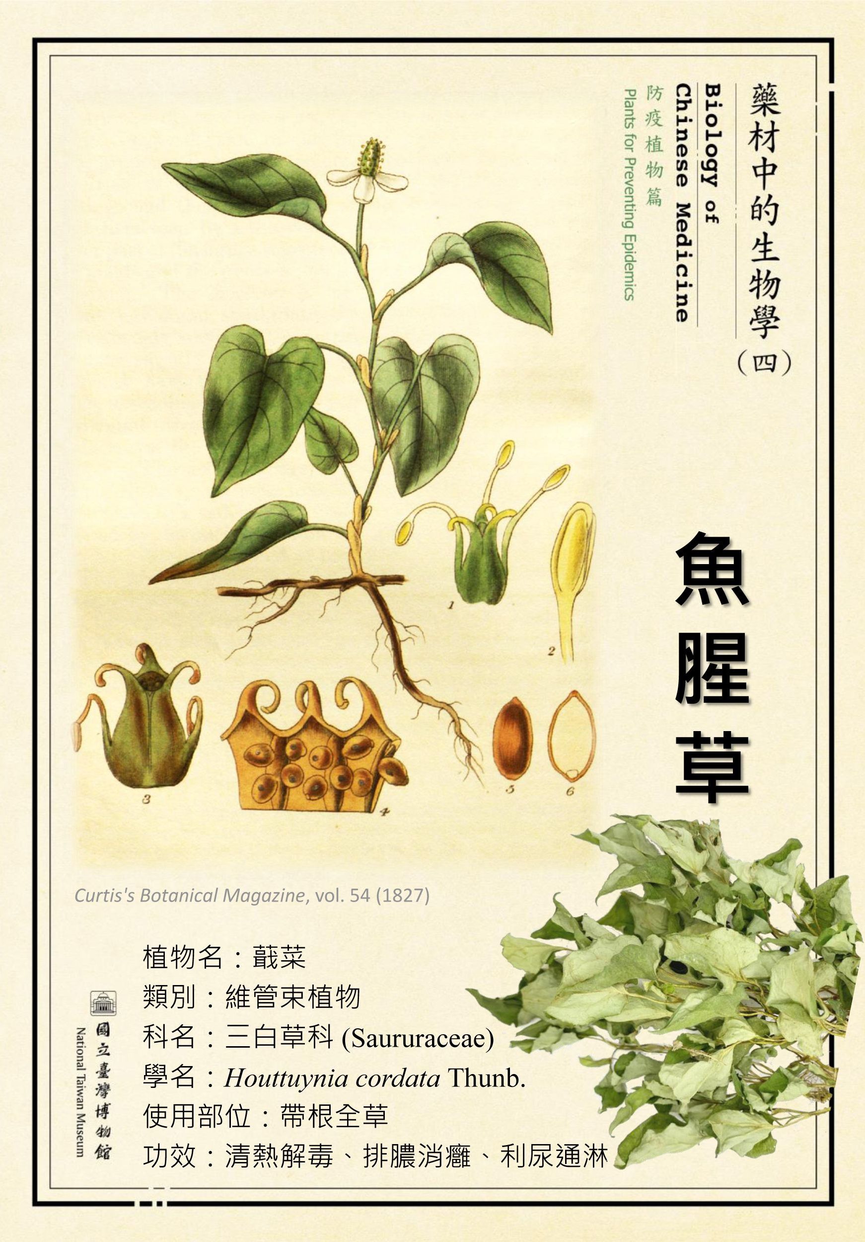 〔微型展〕藥材中的生物學(四)—防疫植物篇活動內容資訊